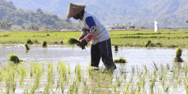 Japão Pretende Aumentar Exportações de Arroz em 8 Vezes até 2030 - ThingsOut #image_title