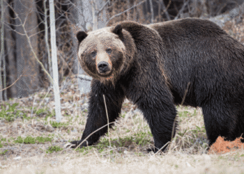 Alta atividade de ursos faz resorts de esqui reforçarem medidas de segurança no Japão - ThingsOut #image_title