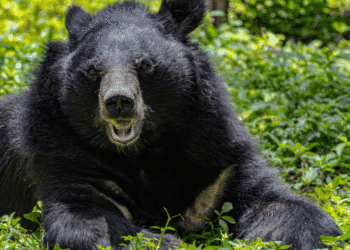 Japão enfrenta aumento recorde de ataques de ursos e adota medidas emergenciais - ThingsOut #image_title