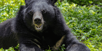 Japão enfrenta aumento recorde de ataques de ursos e adota medidas emergenciais - ThingsOut #image_title