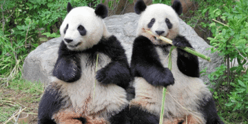 Japão pode ficar sem pandas pela primeira vez em 50 anos com retorno de gêmeos à China - ThingsOut #image_title