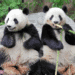 Japão pode ficar sem pandas pela primeira vez em 50 anos com retorno de gêmeos à China - ThingsOut #image_title