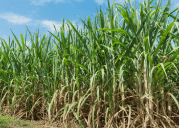 Produtor brasileiro impulsiona plantio de cana-de-açúcar em Shimane - ThingsOut #image_title