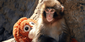 Punch vira símbolo global e reacende debate sobre o papel dos zoológicos - ThingsOut #image_title