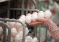 Person selecting a carton of white eggs from a store display shelf.