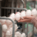 Person selecting a carton of white eggs from a store display shelf.