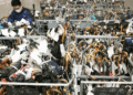 Man wearing a mask sorts through a crowded rack of umbrellas tagged with labels in a storage room.