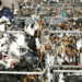 Man wearing a mask sorts through a crowded rack of umbrellas tagged with labels in a storage room.