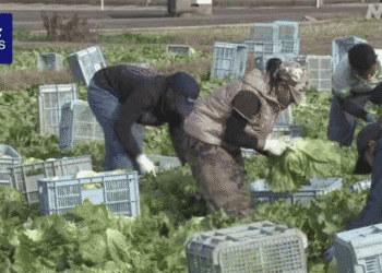 Farm workers in gloves bending over lettuce plants, sorting produce among plastic crates in a field; NHK News watermark in corner.