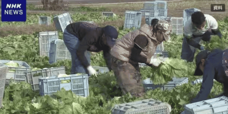 Províncias japonesas ampliam incentivos para reter trabalhadores estrangeiros - ThingsOut Farm workers in gloves bending over lettuce plants, sorting produce among plastic crates in a field; NHK News watermark in corner.
