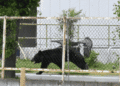 Urso que mobilizou Utsunomiya e fechou quase 100 escolas é capturado após dias de alerta - ThingsOut Black bear walking along a sidewalk behind a chain-link fence with yellow caution tape in an urban area