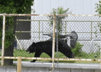 Black bear walking along a sidewalk behind a chain-link fence with yellow caution tape in an urban area