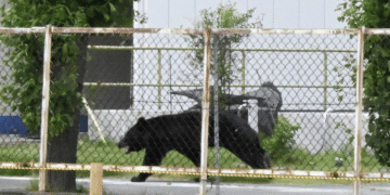 Black bear walking along a sidewalk behind a chain-link fence with yellow caution tape in an urban area