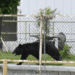 Urso que mobilizou Utsunomiya e fechou quase 100 escolas é capturado após dias de alerta - ThingsOut Black bear walking along a sidewalk behind a chain-link fence with yellow caution tape in an urban area