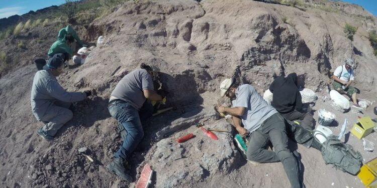 Argentina descobre restos de titanossauro em Neuquén